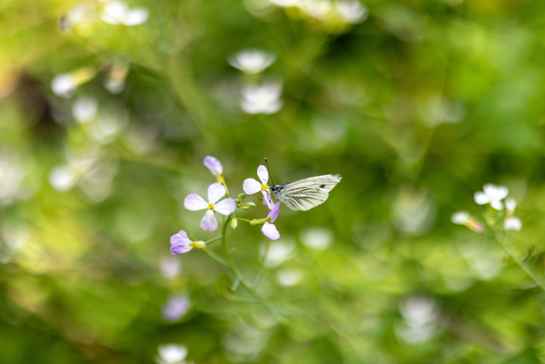 Een witte vlinder op paars-witte bloemen.