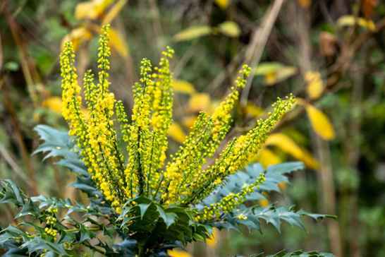 Natuur & biodiversiteit