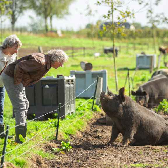 Een man staat voorovergebogen oog in oog met een varken dat buiten in de modder staat tijdens de open dag.