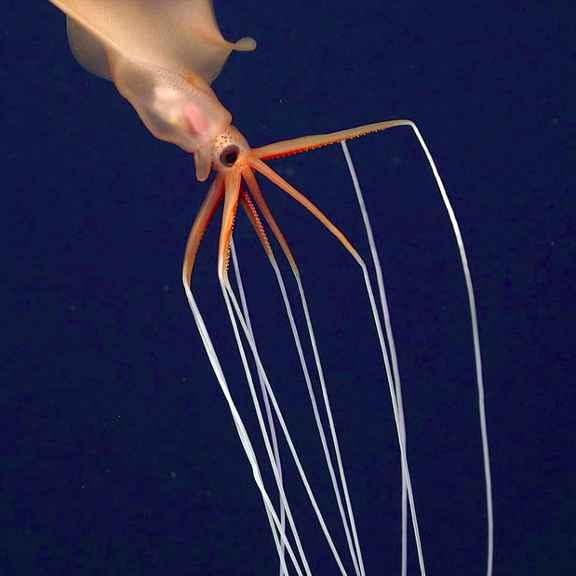 Een oranje diepzee-octopus.