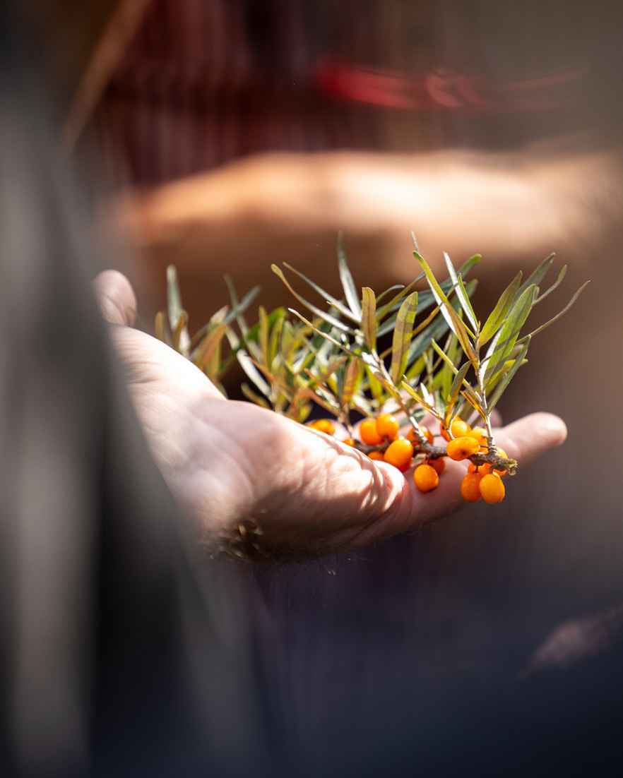 Hand gevuld met oranje bessen.