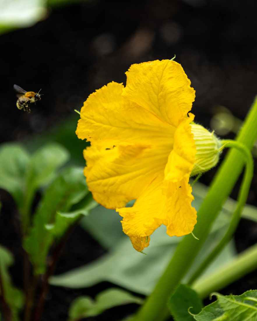 Een bij vliegt naar een gele bloem.