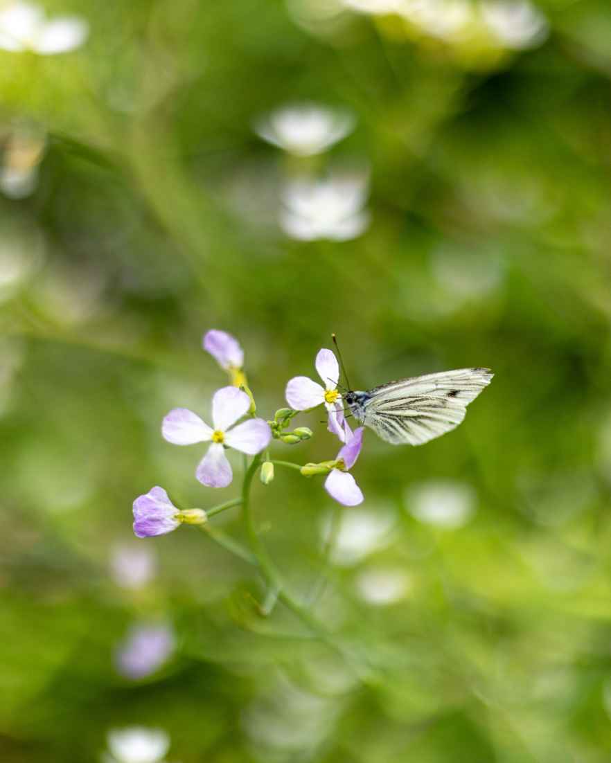 Een witte vlinder op paars-witte bloemen.