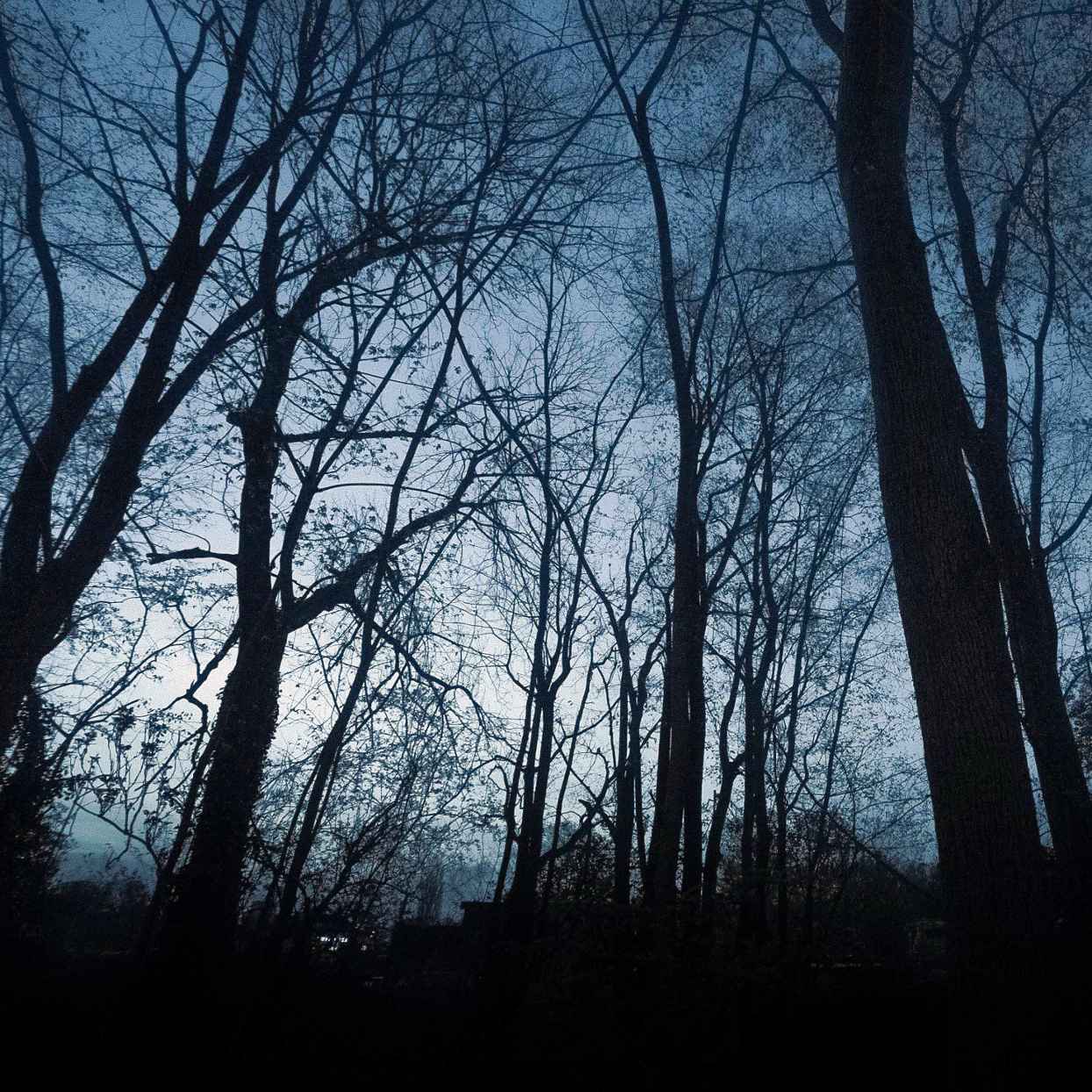 Lichtvervuiling in het bos.