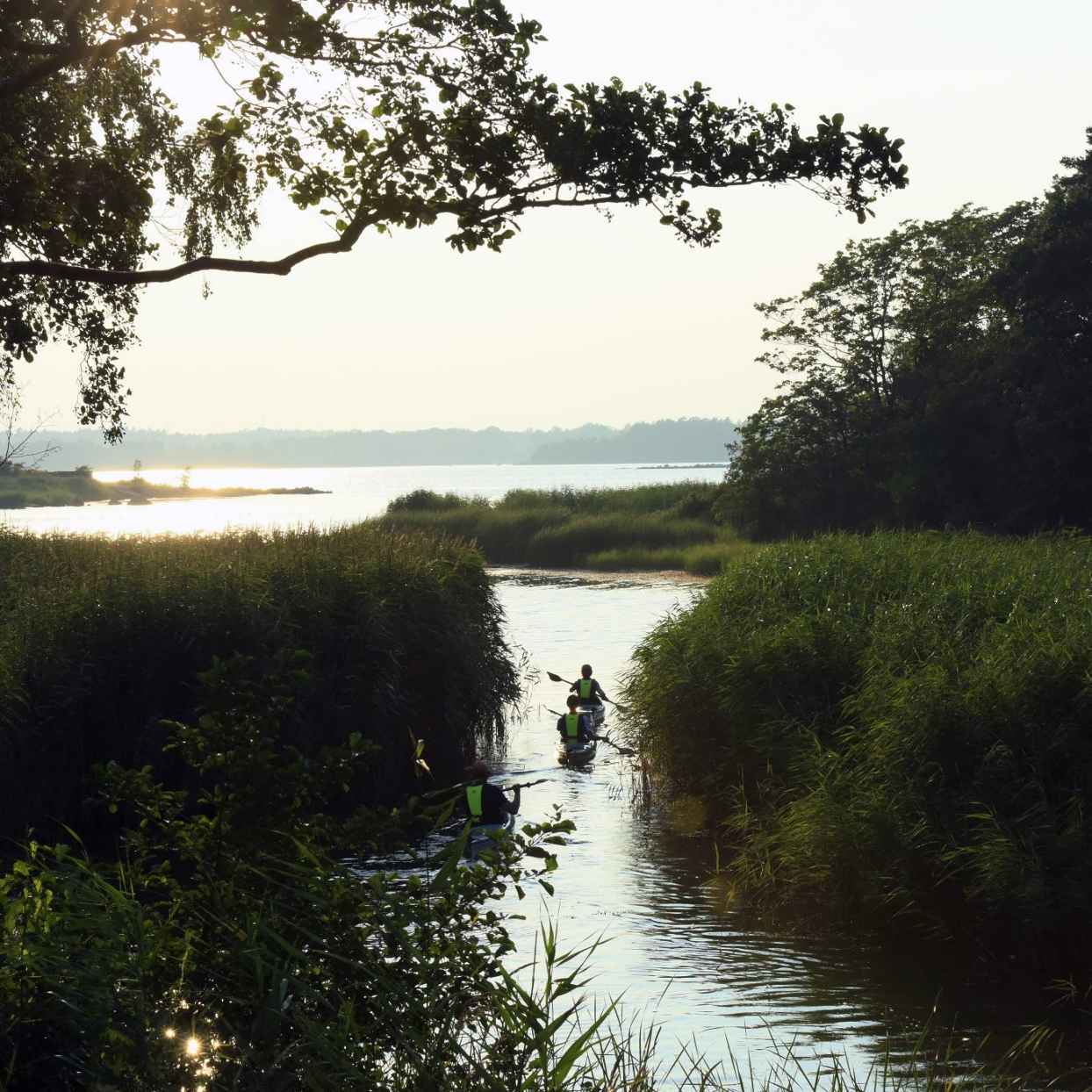 Twee mensen in een kano omgeven door natuur.