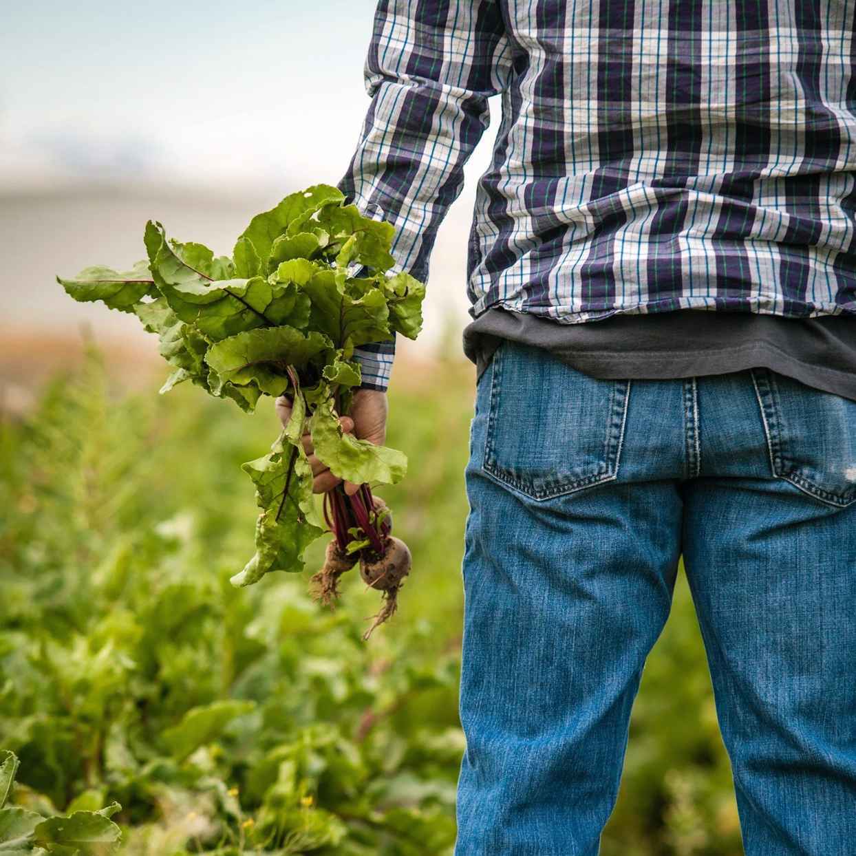 Close-up van boer die geplukte bieten in zijn hand vasthoudt.