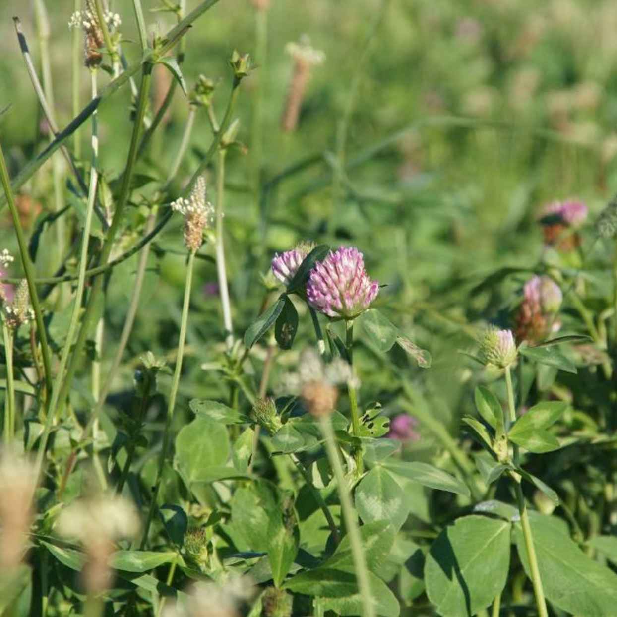 Klavers en kruiden behouden in kruidenrijk grasland.