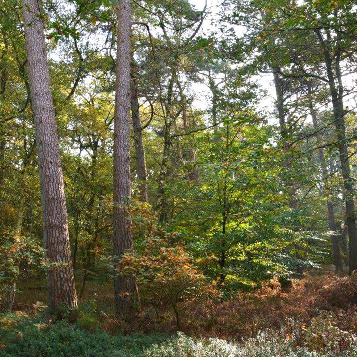 Een natuurvolgend bos.