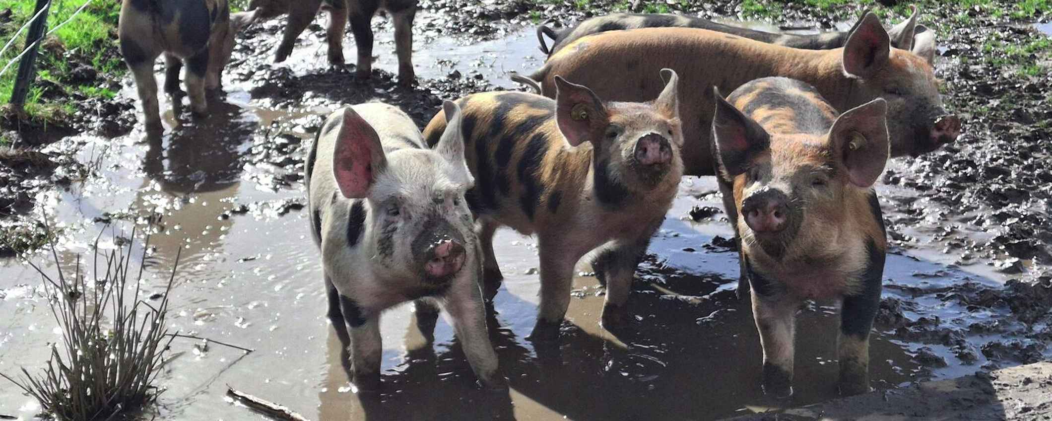 Varkens buiten in de modder.