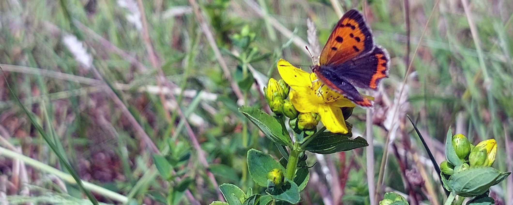 Een vlinder op een bloem in een kruidenrijk grasland.