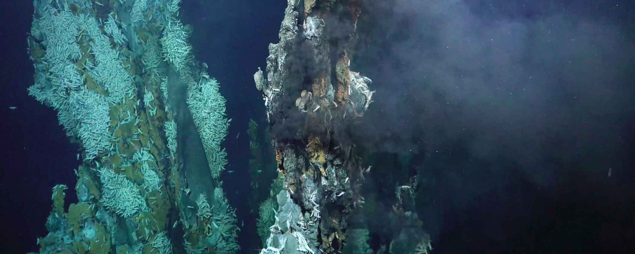 Een diepzeefoto van koraal en de hydrothermische 'lost city'.