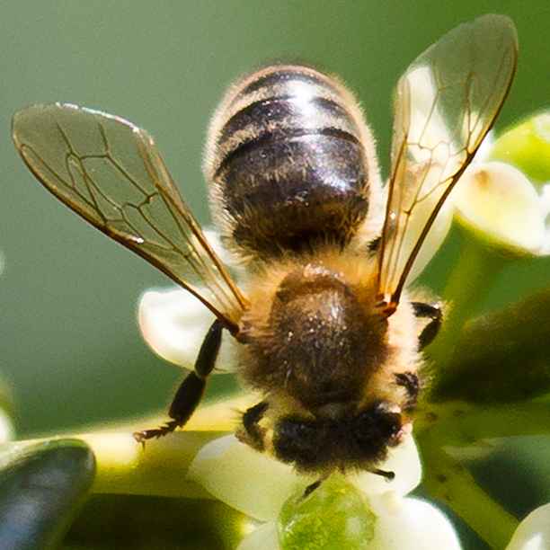 Wat jij kunt doen om (wilde) bijen te helpen: 6 tips